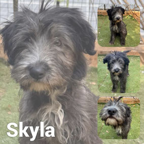 Adoptée en Novembre 2025