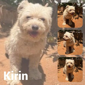 Adoptée en Janvier 2026