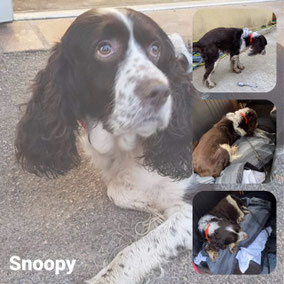 Adopté en Mai 2021 - RIP 18/9/2025