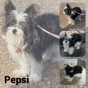 Adoptée en Février 2026