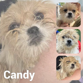 Adoptée en Octobre 2025