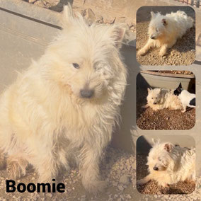 Adopté en Septembre 2025