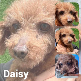 Adoptée en Décembre 2025