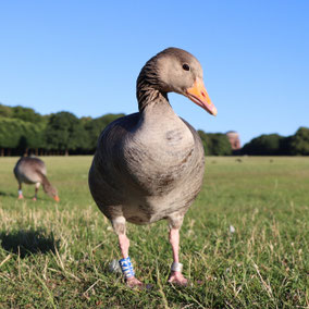 Große Wiese im Stadtpark, Gans „54M“ wirkt schon wieder fitter