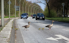 Grauganseltern gehen erst los, wenn die Autos abbremsen. (S. Hinrichs)