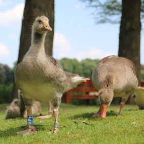 Die „jugendliche“ Gans „54M“ am 28.05.2016 auf der Liebensinsel im Stadtpark