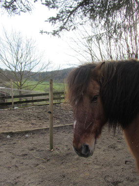 Pony reiten Wettingen