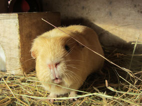 Meerschweinchen Streichelzoo Wettingen