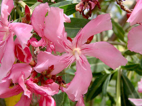 Oleander 'Kewpie' , Oleander Haus