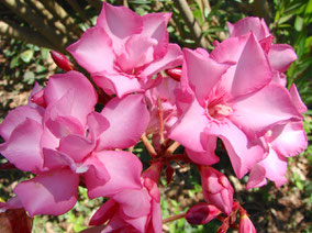 OLEANDER HAUS  Nerium Oleander Gotsis Priamos