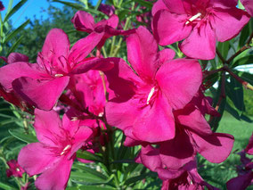 OLEANDER HAUS  Nerium Oleander Hardy Red