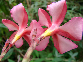 OLEANDER HAUS  Nerium Oleander Gotsis Orpheus 