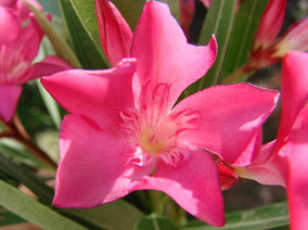 OLEANDER HAUS  Nerium Oleander Gotsis Tydeus 