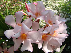 OLEANDER HAUS  Nerium Oleander Gotsis Akamas