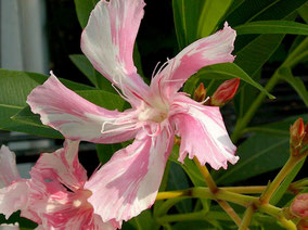 Nerium Oleander Kewpie