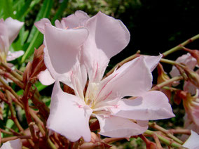 Oleander Gotsis Eurydike