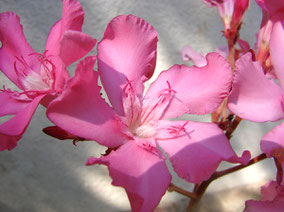 OLEANDER HAUS  Nerium Oleander Gotsis Kleopatra 