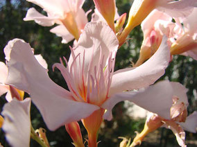 OLEANDER HAUS  Nerium Oleander Gotsis Aegina