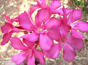 OLEANDER HAUS  Nerium Oleander Gotsis Glauke