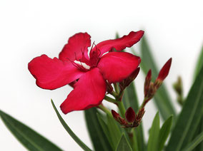 OLEANDER HAUS  Nerium Oleander   Vérvörös bársony 