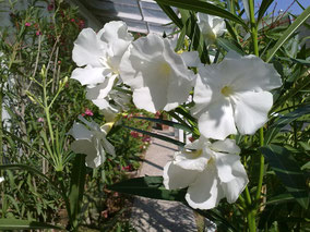 OLEANDER HAUS  Nerium Oleander Mont Blanc