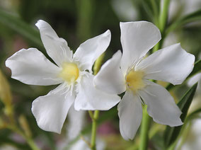 OLEANDER HAUS  Nerium Oleander Gotsis Thebe 