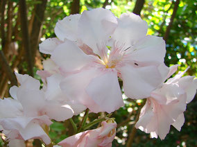 OLEANDER HAUS  Nerium Oleander Gotsis Harmoni