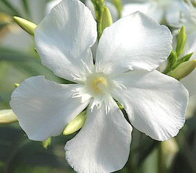 OLEANDER HAUS, Oleander, The Mystery of the White Oleander  