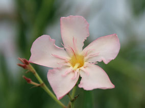 OLEANDER HAUS  Nerium Oleander   Agnes Campbell