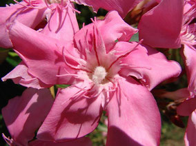 Oleander 'Kewpie' , Oleander Haus