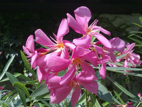 OLEANDER HAUS  Nerium Oleander Maresciallo Graziani