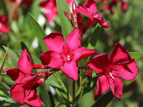 OLEANDER HAUS  Nerium Oleander   Petite Red