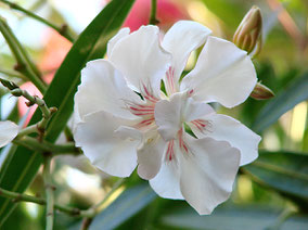 OLEANDER HAUS  Nerium Oleander Gotsis Urania