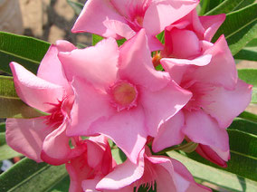 OLEANDER HAUS  Nerium Oleander Gotsis Zethos 