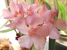 OLEANDER HAUS  Nerium Oleander Gotsis Argyra