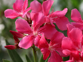 OLEANDER HAUS  Nerium Oleander  Charles Newding