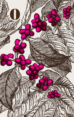 CAFE SOLO / Motif & illustration