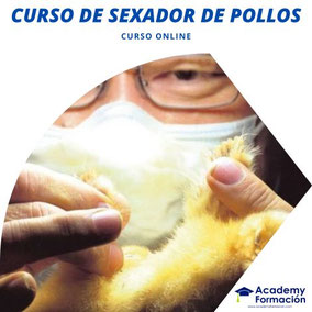 curso de sexador de pollos