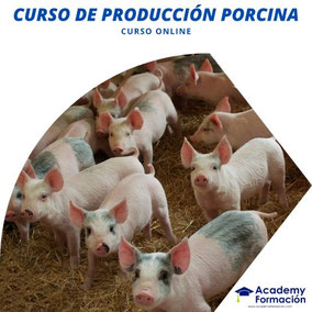 curso de producción porcina