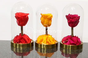 ROSES STABILISEES, PETITES CLOCHES