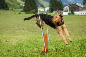 Juma v.d. Heinrichsburg