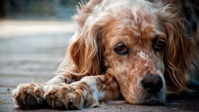 Wanneer vaccineren? - Dierenarts Laevers - Mortsel