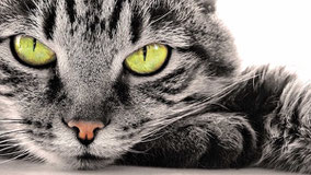 Wanneer vaccineren? - Dierenarts Laevers - Mortsel