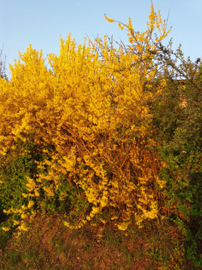 Frühling, Ginster, Bernhardswald, Rammersberg