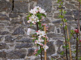 Seedling flowering during fifth year of growth