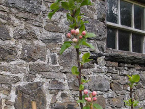 Seedling flowering during fourth year of growth