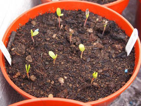 emerging apple seedlings