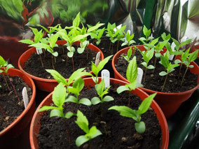 Apple seedlings a few weeks old