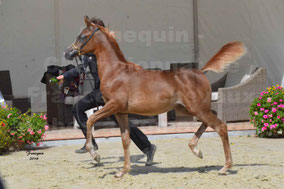 TSAR KENZA