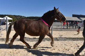 IVANCA DE L'ESCURE - Pouliche BRETON 3 ans